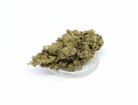 Sativa Poland Susz CBD Super Silver Haze 1G - 4